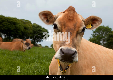 Jersey Kuh, St. Helier, Jersey, Channel Islands, Großbritannien Stockfoto