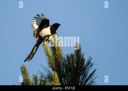 Black-Billed Magpie thront hoch in einem immergrünen Baum Stockfoto