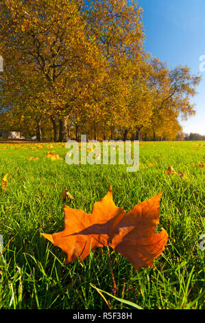 Großbritannien, England, London, Hyde Park im Herbst Stockfoto