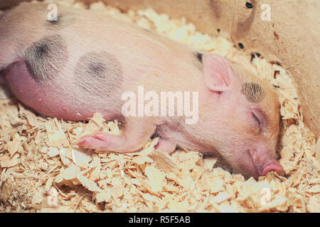 Schweinchen im Sägemehl schlafen Stockfoto