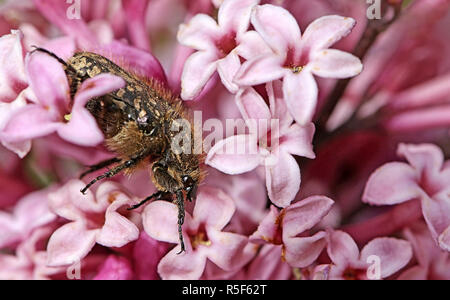 Makro der Trauer rose oxythyrea funesta Käfer auf Kleinblütige lila Stockfoto