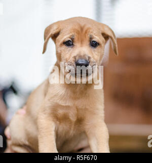 Welpen-Porträt Stockfoto