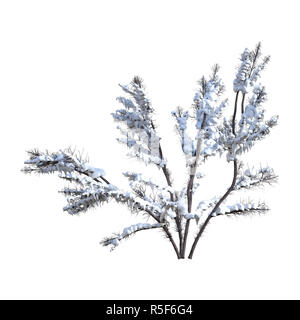 3D-Rendering Bush unter Schnee auf Weiß Stockfoto