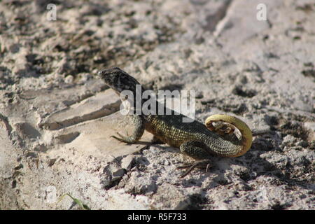 Rolling schwanz Leguan ist sonnen sich Stockfoto