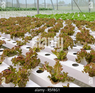 Hydroponic Salatblatt Gemüse Plantage im Gewächshaus Stockfoto