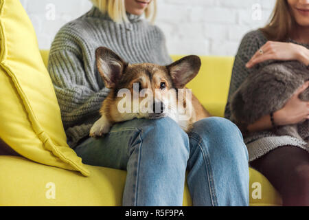 7/8 Schuß von Frau sitzt auf der Couch und Durchführung adorable corgi Hund, während ihr Freund Holding cat Stockfoto