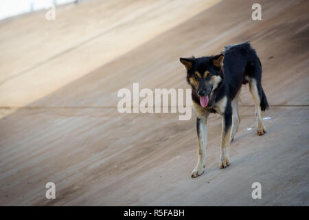 Streunender Hund. Stockfoto