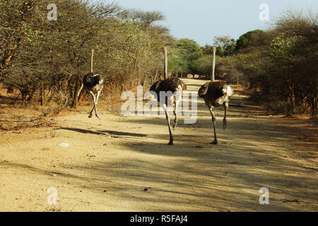 Drei Strauße laufen auf der Straße in Afrika Stockfoto