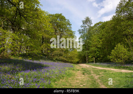 Pfad durch das bluebells an Roseberry Topping in die North York Moors National Park, England. Stockfoto