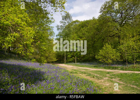 Pfad durch das bluebells an Roseberry Topping in die North York Moors National Park, England. Stockfoto