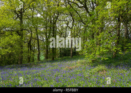 Bluebells in Eiche Woodland bei Roseberry Topping, North Yorkshire, England. Stockfoto