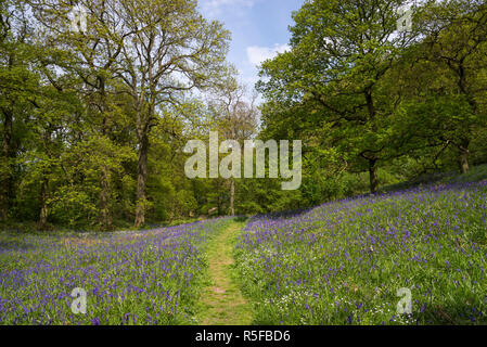 Pfad durch das bluebells an Roseberry Topping in die North York Moors National Park, England. Stockfoto