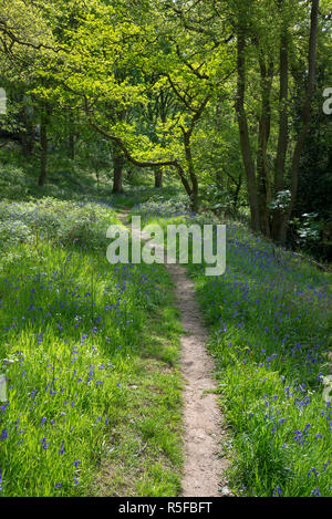 Pfad durch das bluebells an Roseberry Topping in die North York Moors National Park, England. Stockfoto