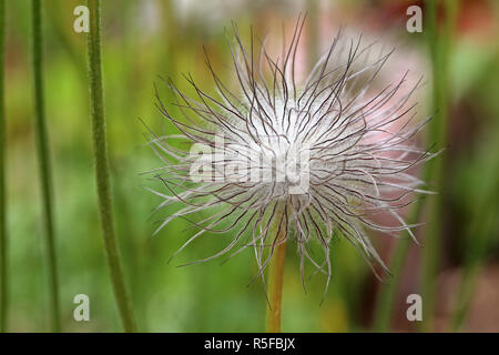 Fruchtig Der pasque Pulsatilla vulgaris Stockfoto