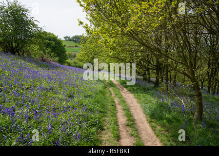 Pfad durch das bluebells an Roseberry Topping in die North York Moors National Park, England. Stockfoto