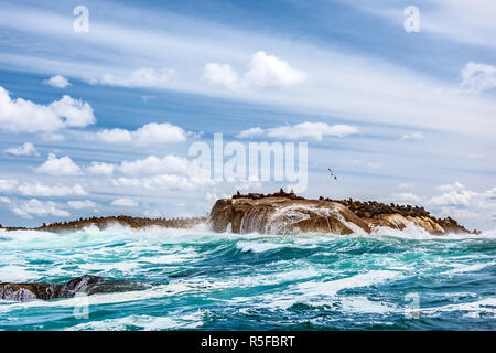 Wild robben Kolonie auf dem steinigen Insel Stockfoto