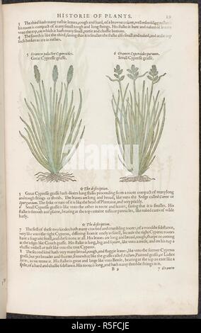 Große und kleine Cypress Cypress Gras Gras. Botanische Zeichnungen und Beschreibungen der Pflanzen. Die herball oder Allgemeine Historie des Plantes. London: Iohn Norton, 1597. Quelle: 35. g. 13-14. Seite 19. Sprache: Englisch. Autor: Gerard, John. Stockfoto