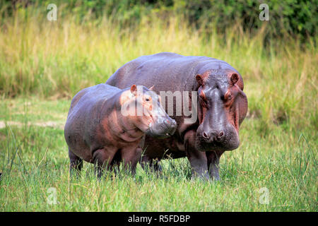 Flusspferd (Hippopotamus Amphibius), Murchison Falls Nationalpark, Uganda, Ostafrika Stockfoto
