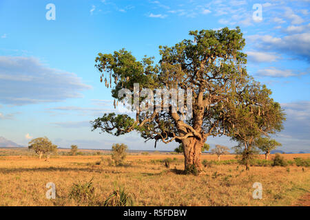Einsamer Baum in Savanne, Kidepo National Park, Uganda, Ostafrika Stockfoto