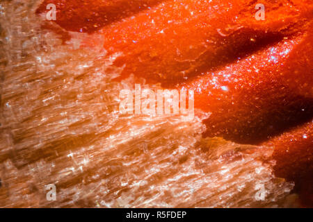 Orange bleistiftspitze unter dem Mikroskop Stockfoto