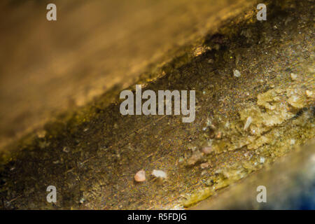 Metall key Oberfläche unter dem Mikroskop Stockfoto