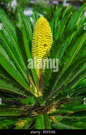 Sago Palmen Stockfoto