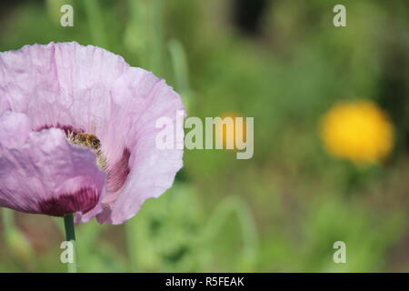 Lila Mohn ein Sommertraum Stockfoto