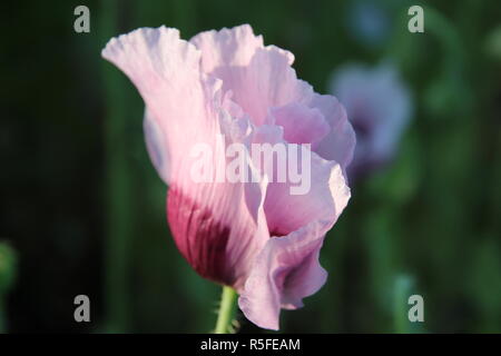 Lila Mohn ein Sommertraum Stockfoto