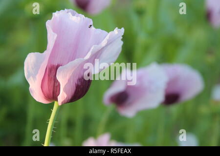 Lila Mohn ein Sommertraum Stockfoto