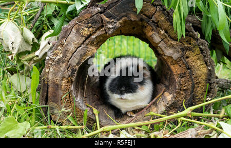 Eine neugierige sitzt süße, schwarze und weiße Meerschweinchen im Versteck Stockfoto