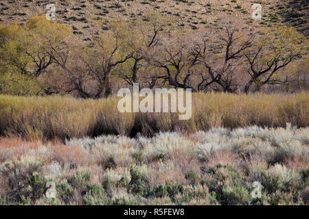 USA, California, Sierra Nevada Ostregion, Bischof, Landschaft von angenehmen Tal Stockfoto