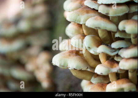 Psilocybe fascicularis Pilze Stockfoto