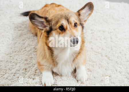 Cute pembroke Welsh Corgi Hund liegend auf flauschigen Teppich Stockfoto