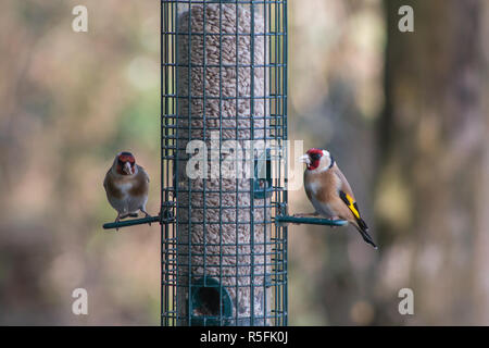 Zwei Goldfinches Fütterung von einem Bird Feeder. Stockfoto