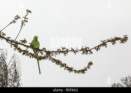 Wild Sittich thront in einem Baum Sammlung blühen im Hyde Park, London Stockfoto