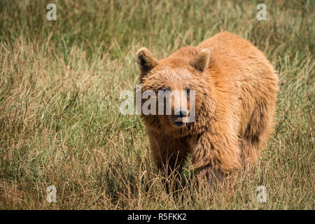 Braunbär stehend auf Wiese im Sonnenschein Stockfoto