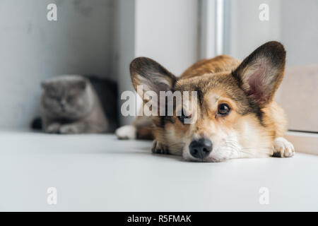 Adorable Scottish Fold Katze und corgi Hund liegend auf der Fensterbank zusammen Stockfoto