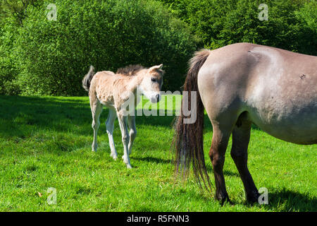 Tarpane Wild Horse Herde im neandertal Stockfoto