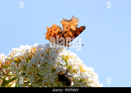 Ein zerschlagener Komma Schmetterling ruht auf einem weißen Sommerflieder Blume Stockfoto