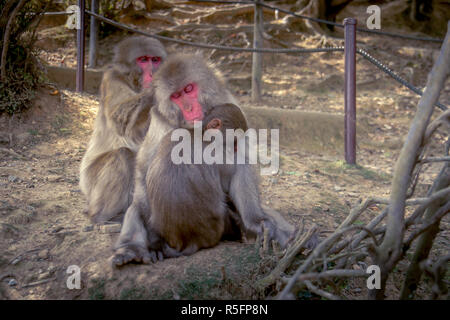 Kyoto Monkey Park Stockfoto