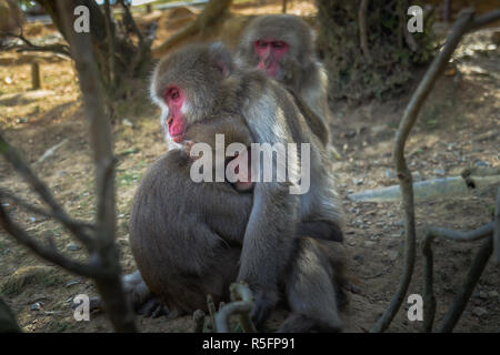 Kyoto Monkey Park Stockfoto