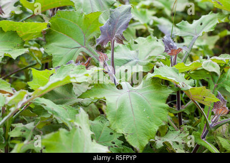 Yacon (Smallanthus Sonchifolius) Werk in biologischem Anbau Feld Stockfoto