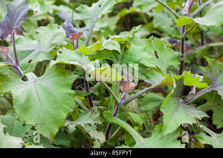 Yacon (Smallanthus Sonchifolius) Werk in biologischem Anbau Feld Stockfoto