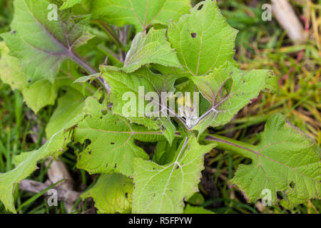 Yacon (Smallanthus Sonchifolius) Werk in biologischem Anbau Feld Stockfoto