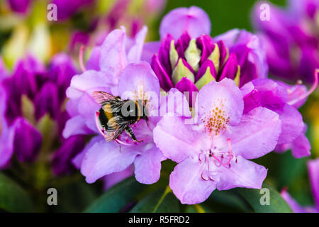 Der Rhododendron blüht. Hummel auf einer Blume. Stockfoto