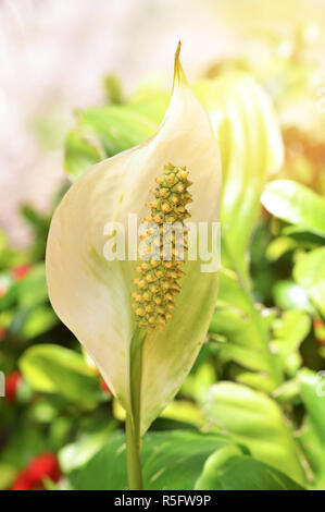 Weiß anthurium Blumen/Nahaufnahme von anthurium Blumen und Pollen in den Teich Garten frühling sommer Tag (Anthurium andraeanum, Araceae Arum) oder Stockfoto