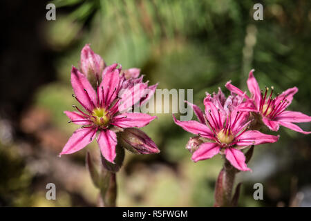 Hauswurz mit lila Blüten Stockfoto