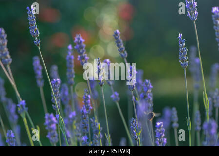 Echter Lavendel Stockfoto