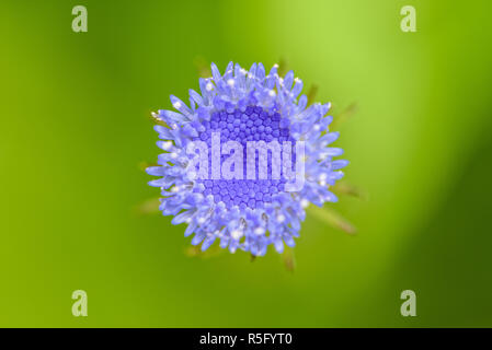 Makro auf kleine Blume Stockfoto