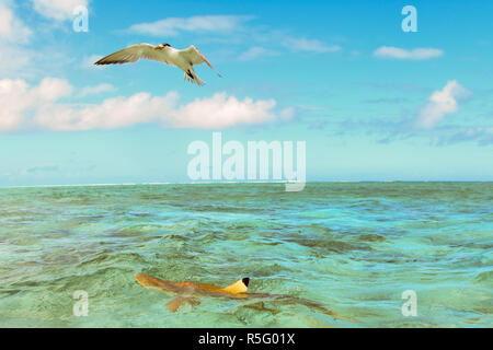 Sea Gull und Schwarzspitzen Hai, Bora Bora, Französisch-polynesien. In der Nähe von Untiefen Strand Stockfoto